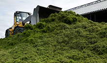 More festulolium varieties than any other plant breeder